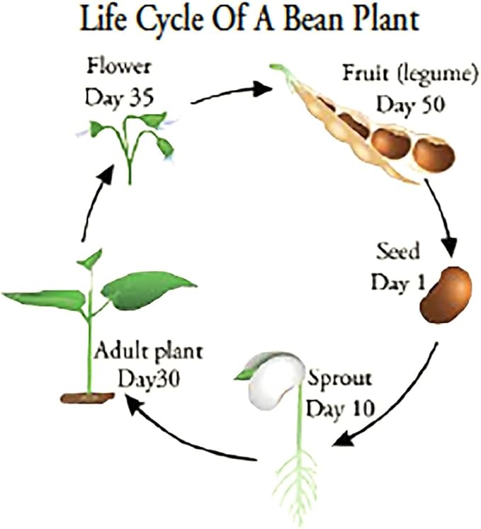 Bush Bean Seeds Contender - Earliest Blooming, Stringless, Snap Bean