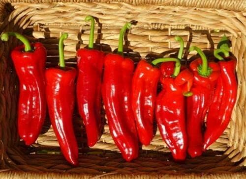 CEMEHA SEEDS - Seeds Giant Sweet Bell Pepper Red Horn Non GMO Vegetable for Planting