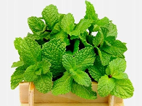 Peppermint Seeds for Planting Outdoors and Indoors 500+ Non-GMO Seeds for Herb Garden