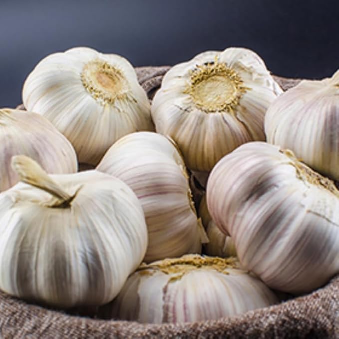 1 Pound Rare White Hardneck Garlic Bulbs for Planting, Fresh High-Yield Hardy Garlic for Garden or Container Growing
