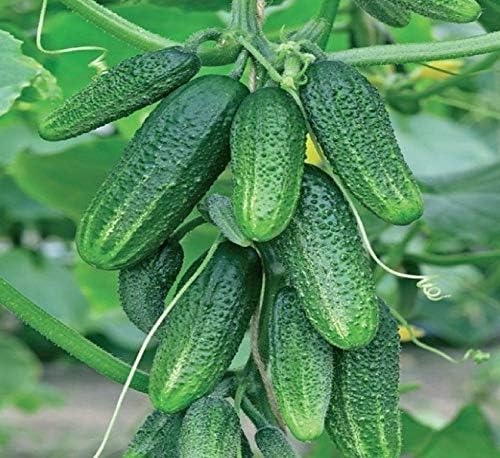 CEMEHA SEEDS Cucumber Bush Gherkin Early Pickling Vegetable Heirloom Non-GMO
