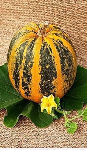 Seeds Pumpkin Muscat Striped Vitamin Big Decorative Ornamental Unique Giant Garden Vegetable for Planting Non GMO