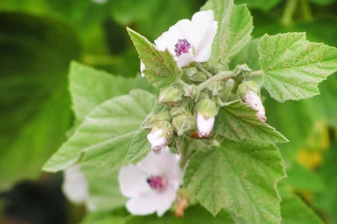 NIKA SEEDS - Seeds Herb Marshmallow (Althaea Officinalis) - 100 Seeds