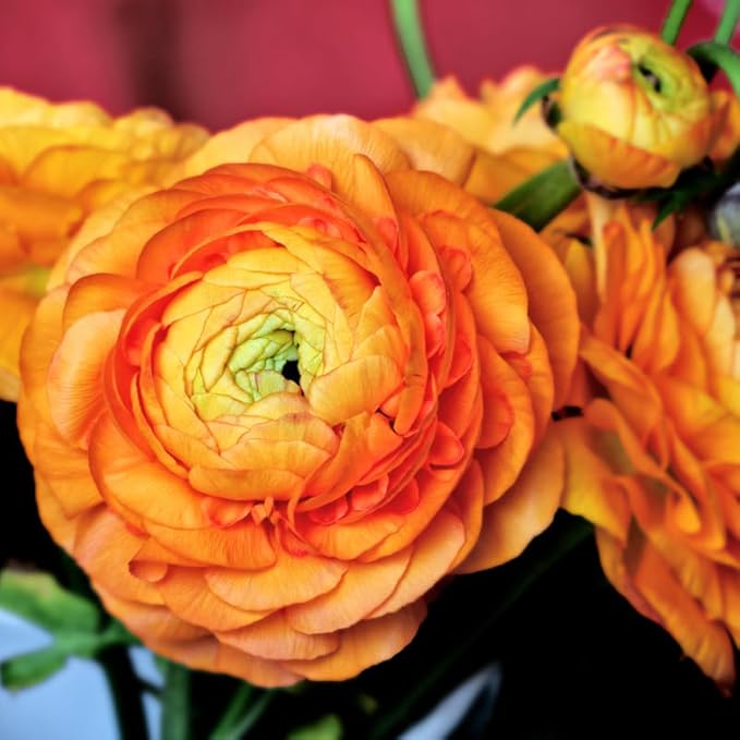 Set 50 Ranunculus Bulbs for Planting, Orange Ranunculus Corms Bulk, Butterfly Ranunculus Flowers Bulbs Spring Fall, Peony Buttercup Ranunculus