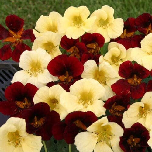 Outsidepride Single Night & Day Nasturtium Seeds - 200 Pcs Annual, Easy to Grow & Versatile, Flower Seeds for Planting Vibrant Blooms, Ideal for Gardens, Borders, and Pollinator Gardens