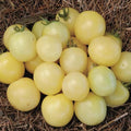 50+ Seeds Snow Cherry Tomato - Vegetable White