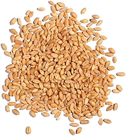 Cat Grass Seeds for Planting - 5 Pounds - Nutritious and Tasty Treat for Cats and Other Animals.
