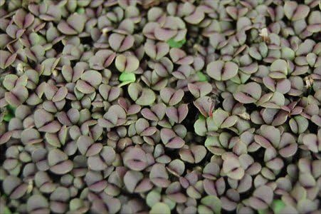 Purple Basil (Dark Opal) Microgreens Seeds - Non-GMO Bulk Seed for Growing Micro Herbs, Indoor Gardening, Herb Garden, Micro Greens (4 Oz)
