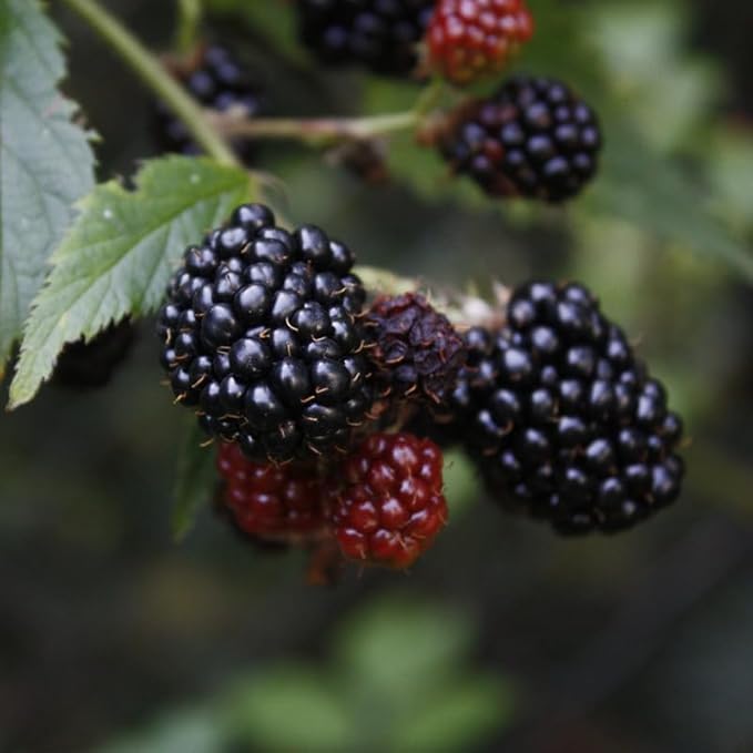 BlackBerry Thorny Plants Kiowa (4 Pack) Live for Sale | Easy to Grow Plants | Edible Fruit Plant for Sustainable Living | Grow Your own Food on Your Organic Garden | Live for Planting |