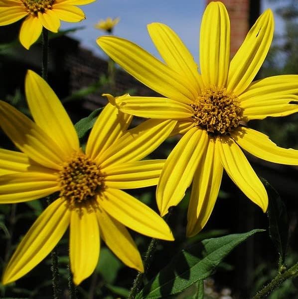 Organic Jerusalem Artichoke Tubers (Helianthus tuberosus) - Sunchokes, Sunroot or Jerusalem Artichokes for Planting or Eating - 20 Tubers for Planting