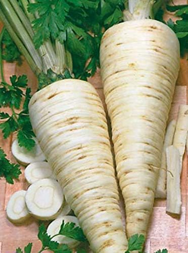 Seeds4planting - Seeds Parsley Hercules Root&Leave Universal Heirloom Herbs Non GMO for Planting 2000 Seeds