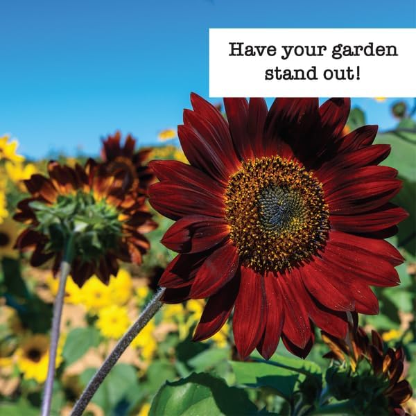 Ferry-Morse Grow The Sunshine Sunflower Seed Bundle - 7 Pack