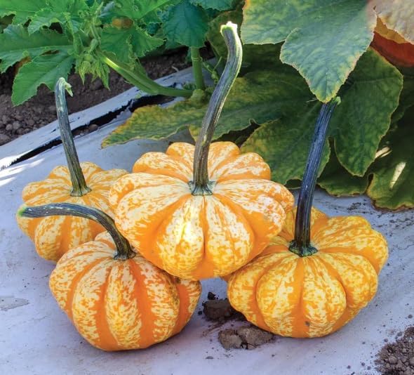 Sunrise Pumpkin Seeds for Planting (10 Seeds) - Exotic and Hard to Find Pumpkin, Squash and Gourd Seeds - Vegetable Garden Seeds
