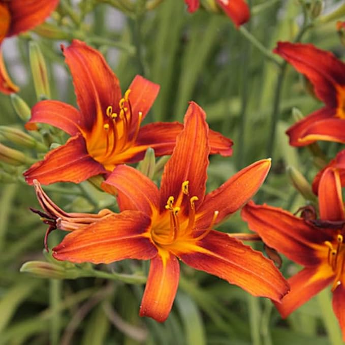 Set 10 Orange Daylily Bulbs for Planting, Hardy Perennial Lily Roots for Colorful Summer Blooms
