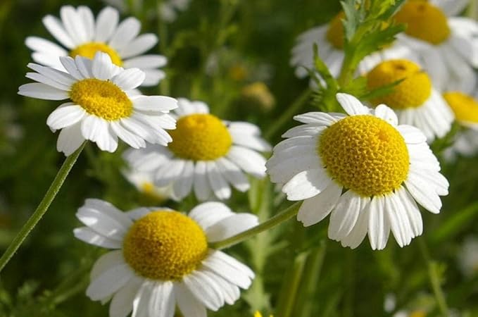 Seeds German Chamomile - Matricaria chamomilla - 2500 Seeds Heirloom Herbs - GMO Free