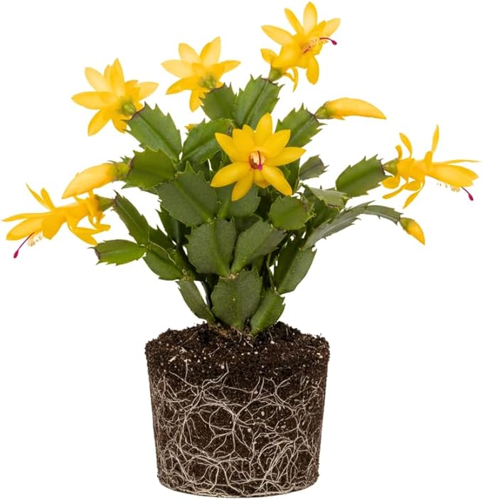 Yellow Christmas Cactus Plants Live, Size 3-6" Christmas Cactus Plant, Colorful Holiday Houseplant Flowering Succulent Live Plants for Planting, Well Rooted, No Pot
