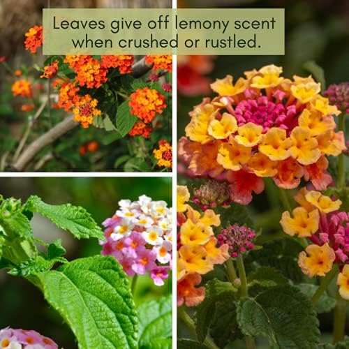 Clovers Garden Lantana Camara Flowers – Two (2) Live Plants Non-GMO - Not Seeds - Each 4" to 8" Tall – in 4" Inch Pots - Natural Mosquito Garden - Attract Hummingbirds & Butterflies, Assorted Colors