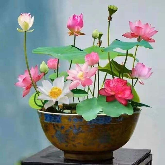 15 Lotus Seeds for Planting, Pack for 2026 USA Premium Non-GMO Seeds - Pink, Red & Green Color, Beautiful Water Plants for Indoor Bonsai, Outdoor Ponds and Gardens
