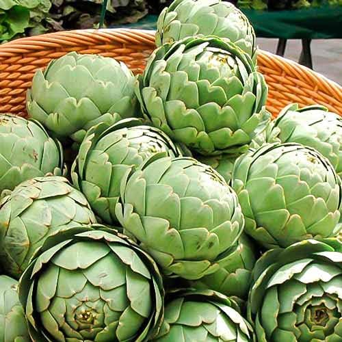 Seeds Green Globe Artichoke Heirloom Vegetable for Planting Non GMO