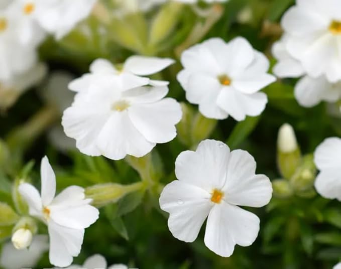 100+ White Phlox Seeds Flowers Bloom Garden Planting