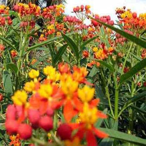 Outsidepride Tropical Milkweed Seeds - 1000 Pcs Perennial, Heat & Humid Tolerant, Pollinator-Friendly Wildflower Seeds, Ideal for Monarch Butterflies, Cut Flowers, Borders, or Meadows