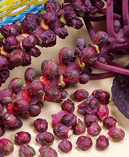 CEMEHA SEEDS - Seeds Purple Brussels Sprouts Long Island Cabbage Non GMO Vegetable for Planting