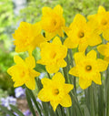 Yellow Dutch Master Daffodil Bulbs for Planting - Fresh Blooming Flowers, Easy to Grow Perennials - Sunshine Flowers - Early Spring Blooms - Indoor or Outdoor Growing (20 Bulbs)
