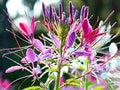 Spider Flower Seeds (Cleome) 5000pcs– Annual Garden Flowers, Non-GMO, Easy to Grow, Beautiful Blooms for Outdoor Planting & Cut Flowers