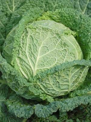 Cabbage Savoy Perfection Great Heirloom Vegetable Bulk 12,000 Seeds