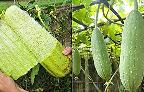 SeedsUP - 10+ Seeds Dishrag Gourd (Smooth Luffa, Sponge, Rag) Long - Vegetable Green