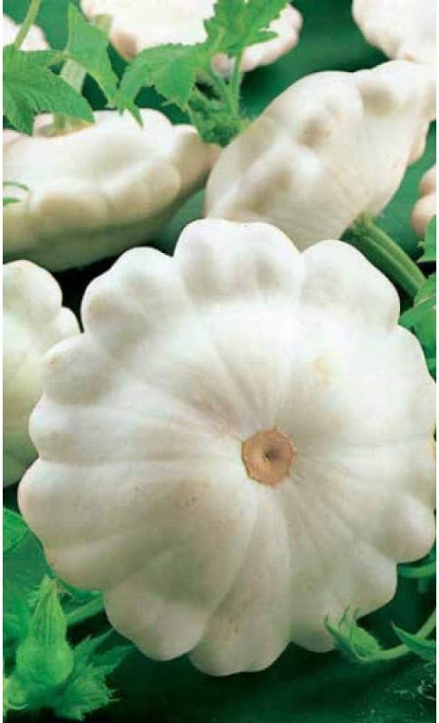 NIKA SEEDS - Seeds Vegetable White Patty Pan Squash Scallop Zucchini - 30 Seeds