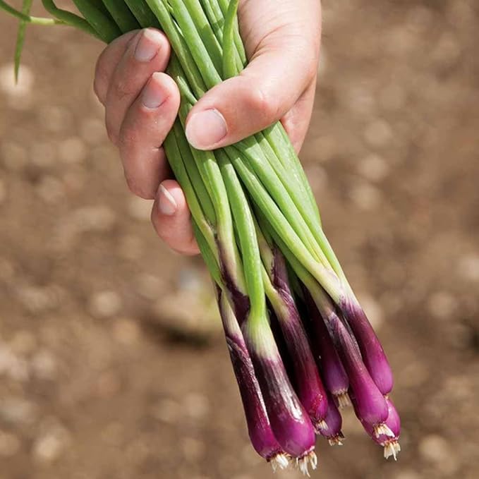 100+ Seeds Red Welsh Onion - Vegetable Red