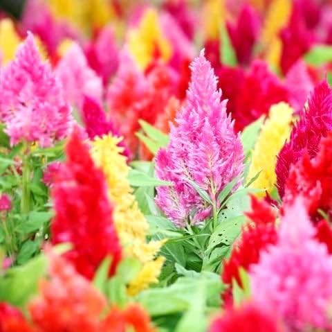 Celosia Plumosa Mix Plumed Cockscomb Celosia Argentea 200+ Seeds Garden Flower Seeds Multicolor