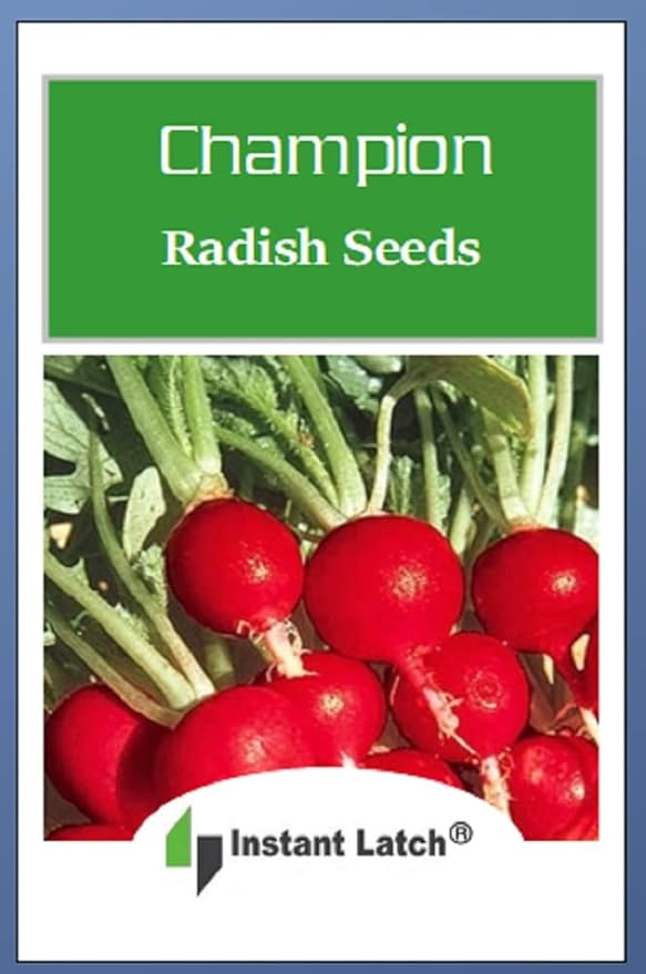 100 Champion Radish Seeds for Planting Non GMO Heirloom Seeds Fresh Vegetable Garden Seed