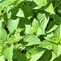 Lime Basil Herb Seeds - 100 Count Seed Pack - Has a Zesty Flavor and a Sweet, citrusy Aroma That can be Added into a Variety of Dishes - Country Creek LLC