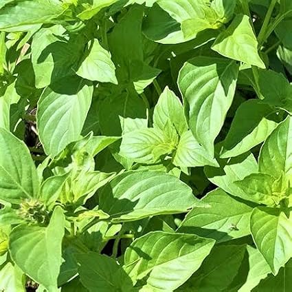 Lime Basil Herb Seeds - 100 Count Seed Pack - Has a Zesty Flavor and a Sweet, citrusy Aroma That can be Added into a Variety of Dishes - Country Creek LLC