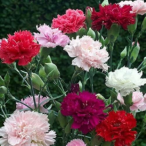 FUN AND GROW SEEDS: Seeds Carnation Shabo Mix Biennial Flowers