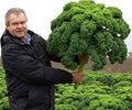 Seeds Dinosaur Kale - Giant Bush Cabbage - Heirloom Vegetable - GMO Free