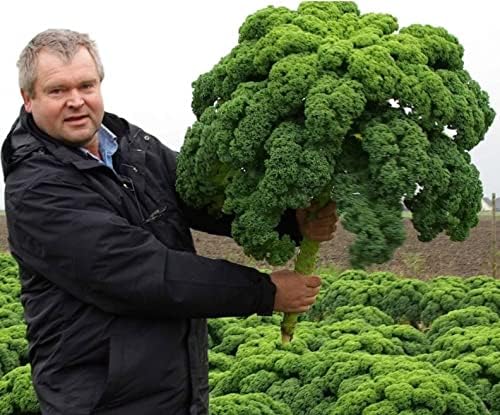 Seeds Dinosaur Kale - Giant Bush Cabbage - Heirloom Vegetable - GMO Free