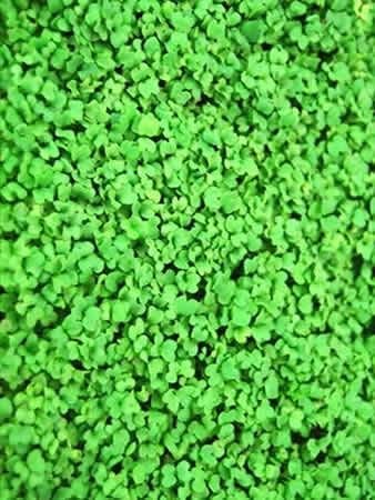 Southern Giant Curled Mustard Seeds: 5 Lb - Non-GMO Seeds for Herb Gardening, Growing Microgreens, Vegetable Garden