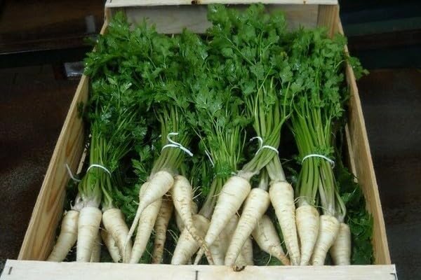 SeedsUP - 2000+ Seeds Sugar Root Parsley - 2000 Seeds - Vegetable Green