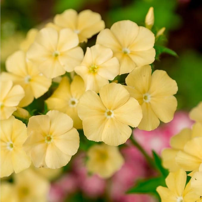 1000+ Creeping Phlox Seeds for Planting Outdoor-Phlox Seeds Perennial-Ground Cover Seed Annual Flower Thyme Non-GMO Heirloom Thymus Serpyllum Seed in Home