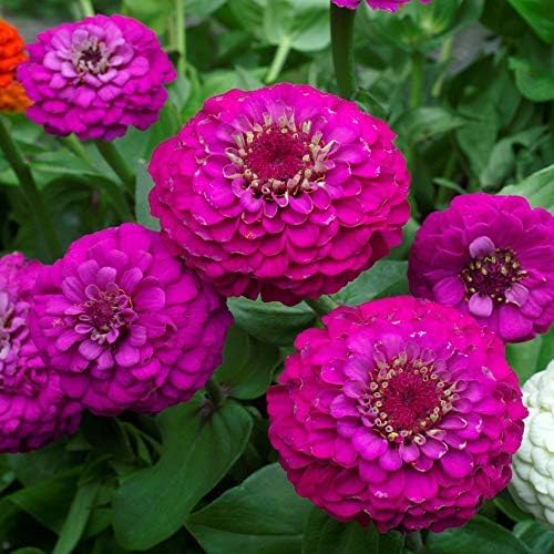 Outsidepride Purple Lilliput Zinnia Seeds - 1000 Pieces Annual, Drought Tolerant Flower Seeds for Planting Outdoors w/Pom-Pom-Like Compact Double Blooms for Borders & Containers, Pollinator Friendly