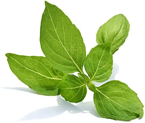 100 Indian Rama Holy Tulsi Sacred Herb Seeds Green Leaf Heirloom Non-GMO Tulasi, Grows Big, Super Fragrant Grown in USA Ocimum Sanctum
