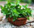 CEMEHA SEEDS - Seeds Peppermint Mentha Mint Plant Non GMO Herbs for Planting 1000 Seeds