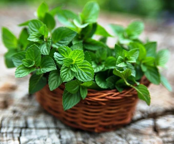 CEMEHA SEEDS - Seeds Peppermint Mentha Mint Plant Non GMO Herbs for Planting 1000 Seeds