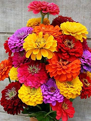Seeds Terry Zinnia Seed Mix Common Zinnia 100+ Seeds for Planting Garden Flowers Non-GMO Annual