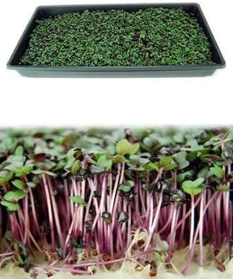 Red Rock Mammoth Cabbage Seeds: 1 Oz - Non-GMO, Chemical Free Sprouting Seeds for Vegetable Gardening & Growing Microgreens