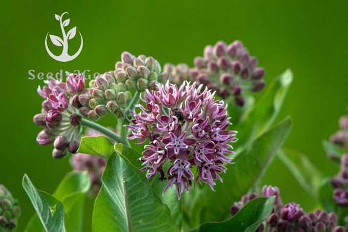 Common Milkweed Native Seeds (Asclepias Syriaca), Pack of 100 Seeds by Seeds2Go