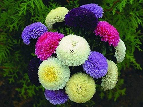NIKA SEEDS - Seeds Flowers Aster Princess Mix Annual - 100 Seeds
